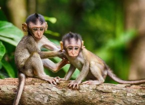 Día Mundial del Medio Ambiente: 5 de junio